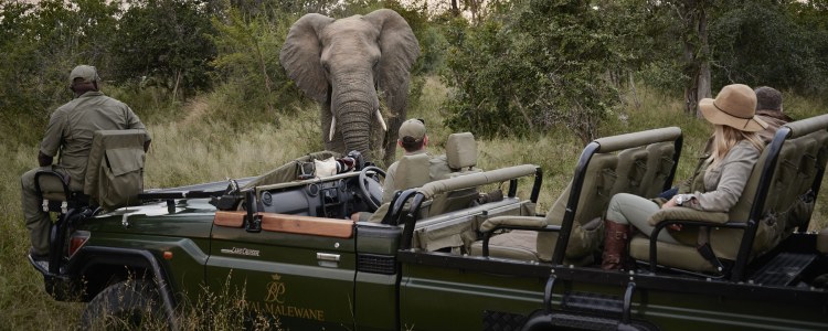 Luxus Safari Südafrika - Royal Malewane - Game Drive