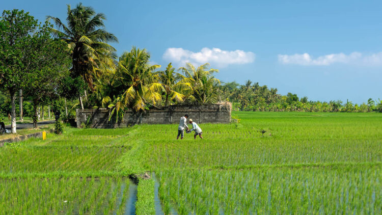 Seseh Beach Villa I Bali Aussicht Auf Reisfelder Mieten