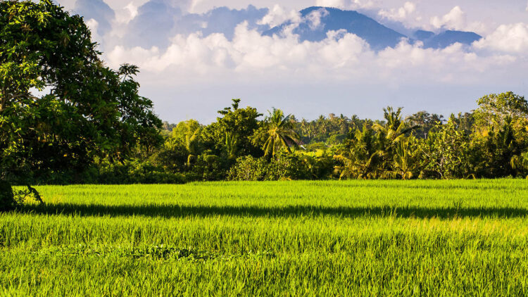 Seseh Beach Villa I Bali Reisfelder Und Meerblick Mieten